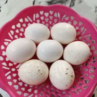 تخم‌مرغ نطفه دار کوشین دورگه