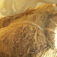 تقریبا ۱۸ خَلور جو...همان خَسیل