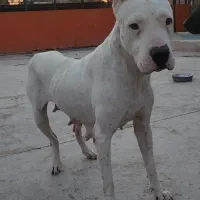 داگو|سگ|بومهن, |دیوار