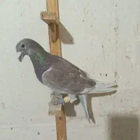 سوسکی بزک طوقی زرد دستی