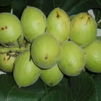 نهـال ســازگاربا اقلیم مختلف کشور|خدمات باغبانی و درختکاری|سنندج, |دیوار