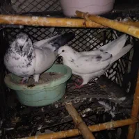 جفتی ۷۰۰۰۰۰۰|پرنده|سیجوال, |دیوار