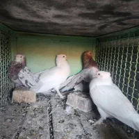 کفتر سرور|پرنده|ری, دیلمان|دیوار
