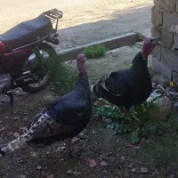 بوقلمون|حیوانات مزرعه|دوزین, |دیوار