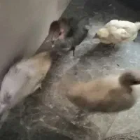 جوجه‌مرغ، مرغ و خروس محلی|حیوانات مزرعه|قم, چهل درخت‎|دیوار