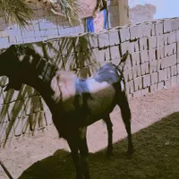 پاچن محلی|حیوانات مزرعه|سراوان, |دیوار