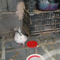 کبوتر گمشده