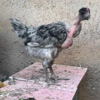 جوجه خروس گردن لختی محلی|حیوانات مزرعه|قزوین, |دیوار