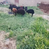 باسلام تعداد ۱۴راس بره نروماده