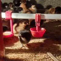 جوجه مرغ گلپایگان ۳ روز|حیوانات مزرعه|قائم‌شهر, |دیوار