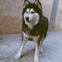 هاسکی|سگ|برخوار, |دیوار