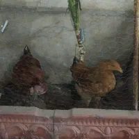 ۲ عدد مرغ