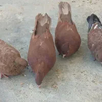 کبوتر