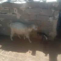 بز کهره دار