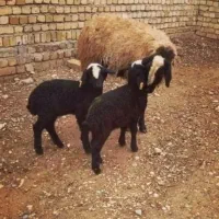 گوسفند دوقلوزا و اصیل شال و بره