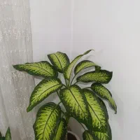 گل دیفن بزرگ و زیبا|گل و گیاه طبیعی|سنندج, |دیوار