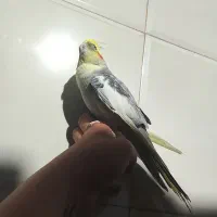 عروس هلندی نر مست رام رام|پرنده|سرپل ذهاب, |دیوار