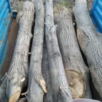 خریدار درخت خشک|خدمات باغبانی و درختکاری|سنندج, |دیوار