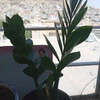 گل و|گل و گیاه طبیعی|مریوان, |دیوار