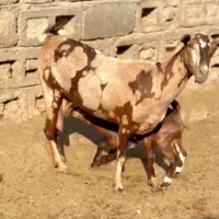 دام ناب|حیوانات مزرعه|تایباد, |دیوار