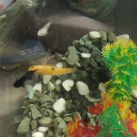 چهار عدد مولی سایز بزرگ و یکی گپی