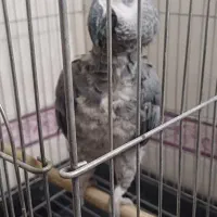 کاسکو شعر خان ۵۰۰ کلام باهوش ۴ ساله|پرنده|تهران, جیحون|دیوار