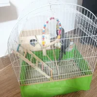 یک جفت عروس هلندی|پرنده|رضوانشهر, |دیوار