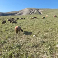 گوسفند مَری برای شیر