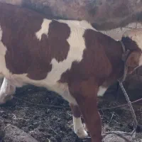 گاو|حیوانات مزرعه|دزفول, |دیوار