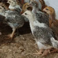 جوجه محلی یک ماهه