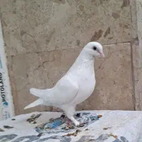 کبوتر سفید حندقی ماده|پرنده|قم, انسجام|دیوار