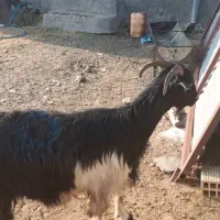 بزفروشی|حیوانات مزرعه|ازنا, |دیوار