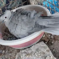 پرنده خانگی|پرنده|خاش, |دیوار