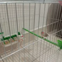 یک جفت فنچ نر و ماده به همراه قفس