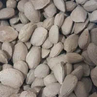 بادام شاهرودی