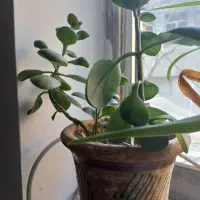 گلدون طبیعی فروشی|گل و گیاه طبیعی|مشهد, خرمشهر|دیوار