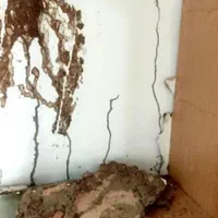 سمپاشی تضمینی سوسک، ساس، موریانه و موش