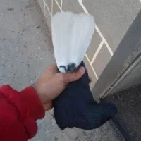 کبوتر غریب 3عدد|پرنده|ابهر, |دیوار