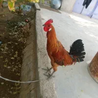 باسلام خروس محلی