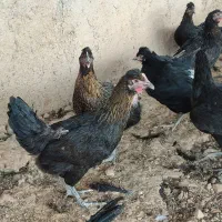 جوجه مرغ