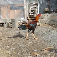 خروس لاری|حیوانات مزرعه|سیمین شهر, |دیوار