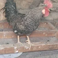 خروس|حیوانات مزرعه|مسجد سلیمان, |دیوار