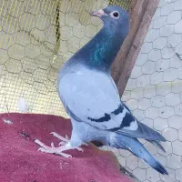 جوجه پلاکی ،کفتر،یا همون کبوتر،مسافتی|پرنده|چالوس, |دیوار