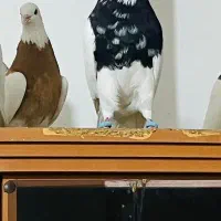 نر طوقی سیاه و زرین فوق درشت شش دانگ