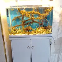 اکواریوم  ۸۰سانتی ب همراه کمد