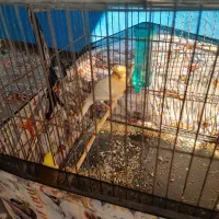 یک جفت قناری|پرنده|بجنورد, |دیوار