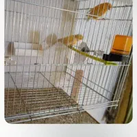 قناری|پرنده|محمدبار, |دیوار