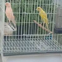 قناری دوماده اماده تخم گذاری