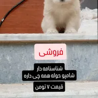 توله