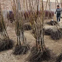 نهالفروشی نوین نهال ارسال تمام شهرها|خدمات باغبانی و درختکاری|تهران, حر|دیوار